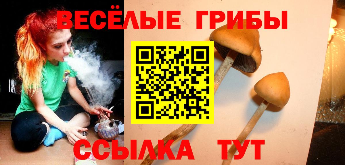 Галлюциногенные грибы Psilocybe  Вход с VPN  Таганрог 